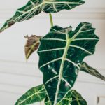 _DSC8362