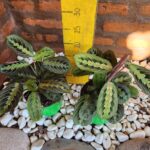 Maranta Tricolor