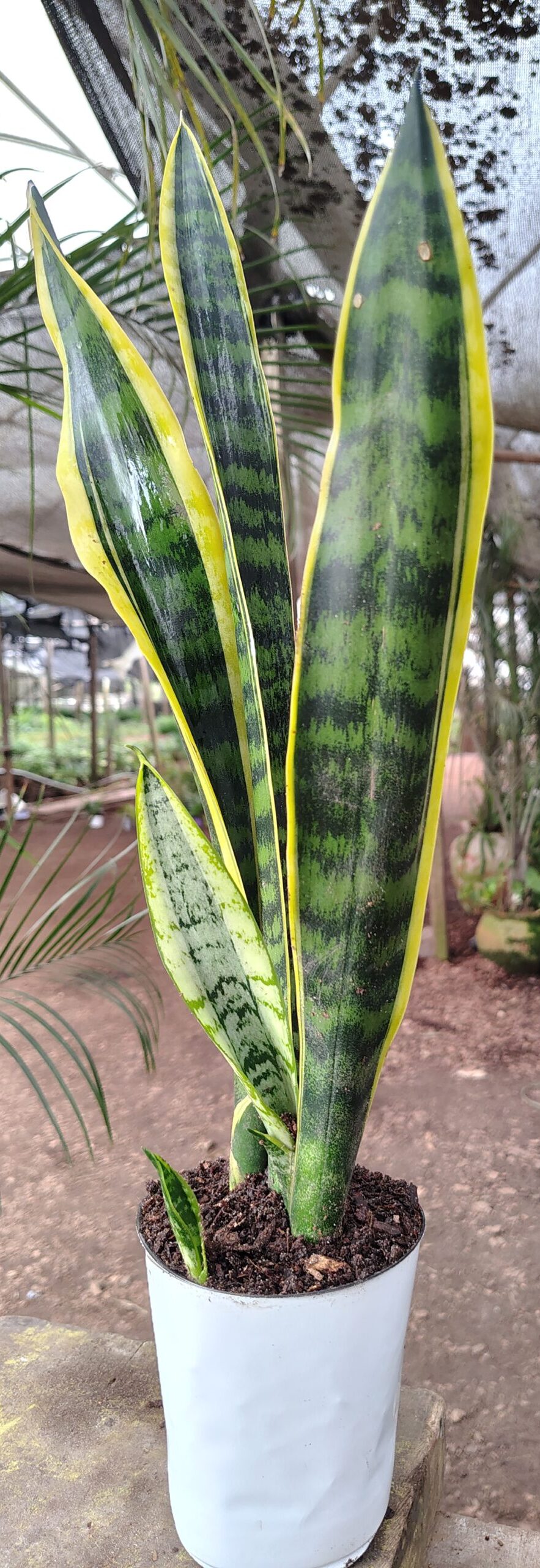 IMG_20240924_141551626_HDR