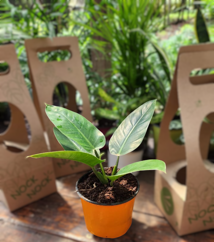 Photoroom-20240930_195457