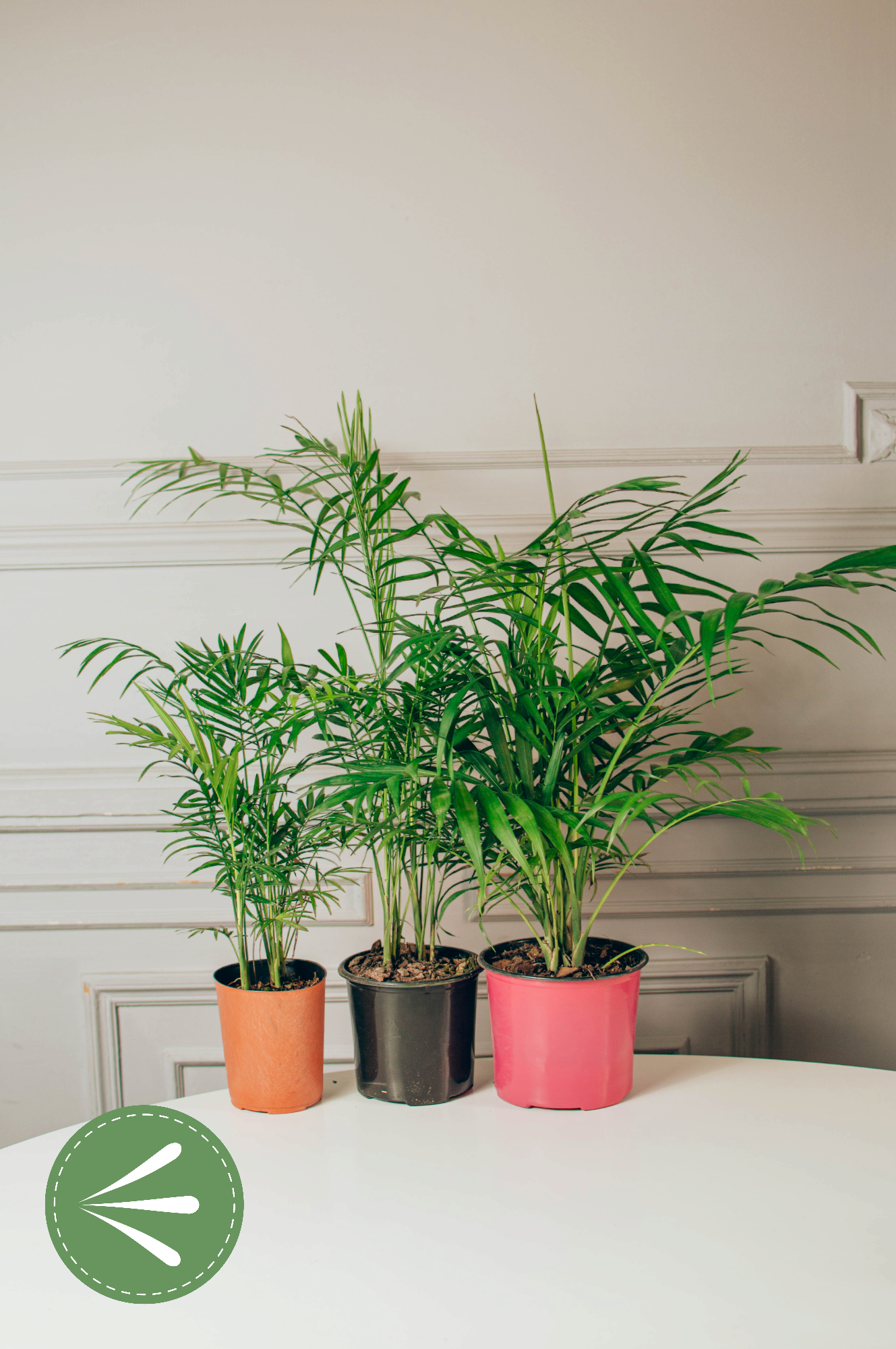 Photoroom-20241001_173532