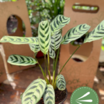 Photoroom-20241001_193640
