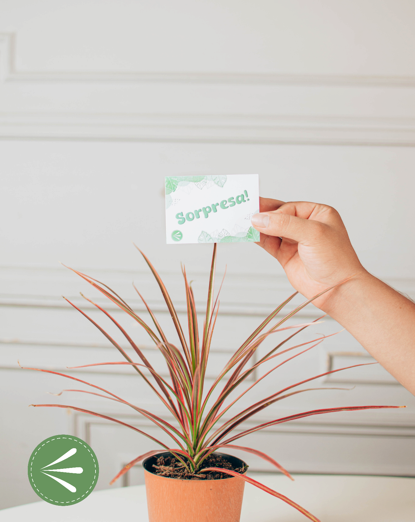 Photoroom-20241001_205841