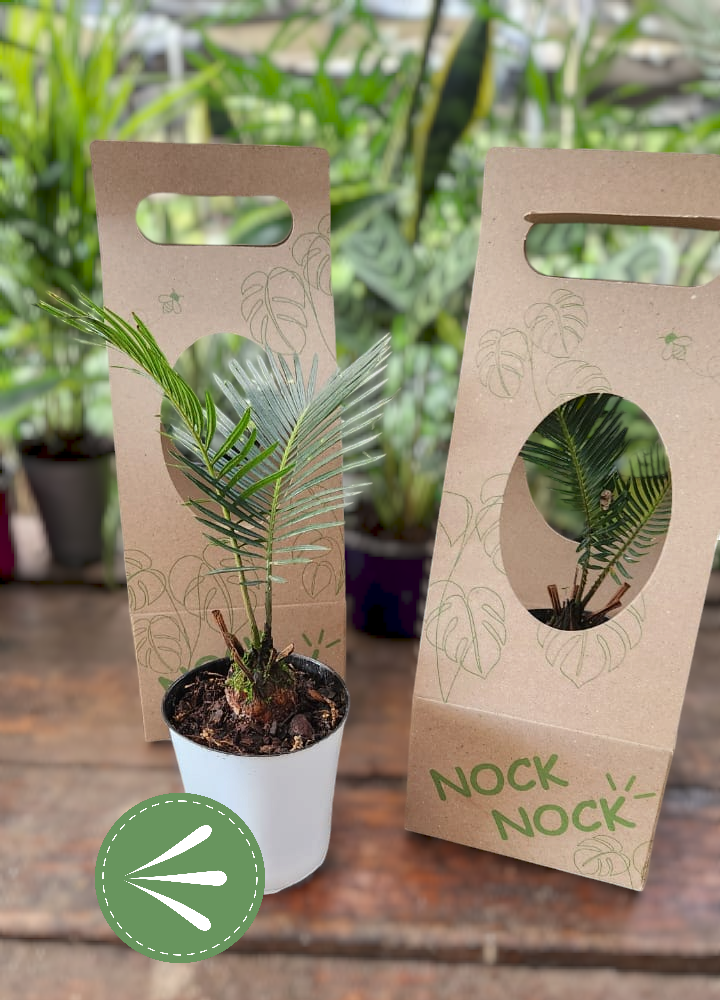 Photoroom-20241001_212601